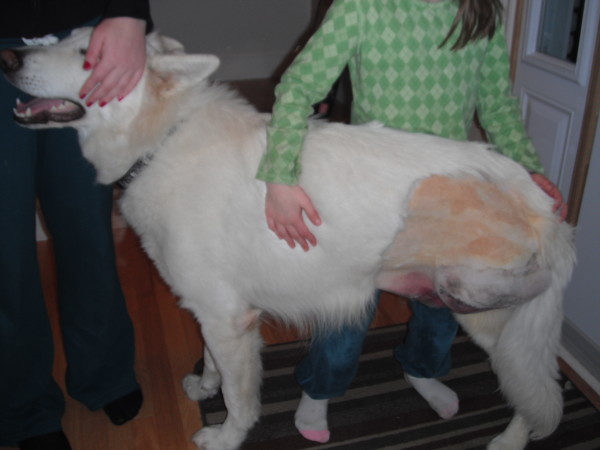 What Does A Three-Legged Dog Eat?