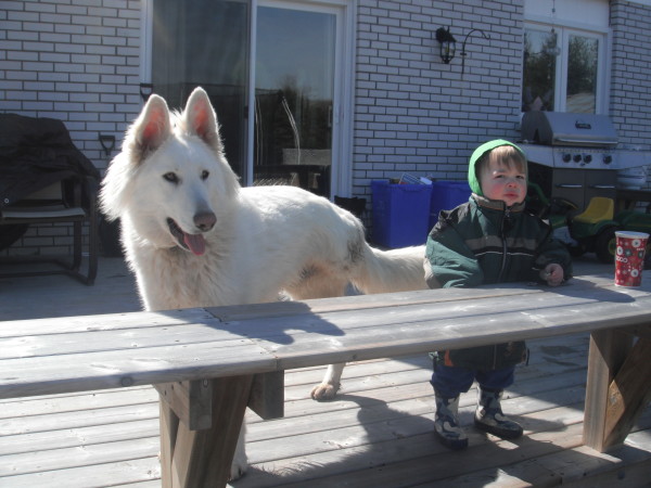 What Does A Three-Legged Dog Eat?