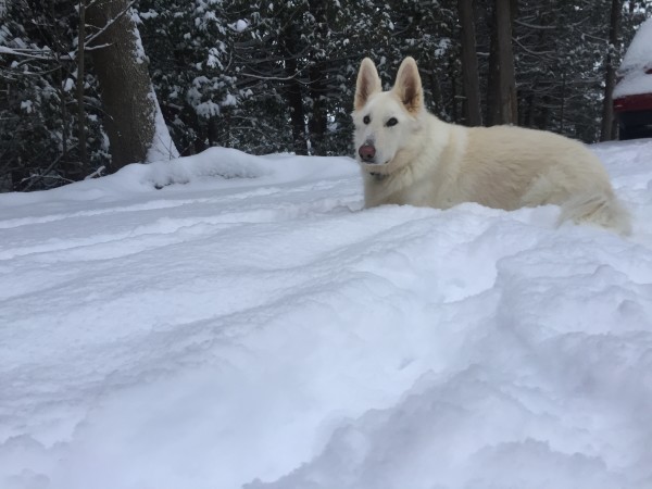 What Does A Three-Legged Dog Eat?