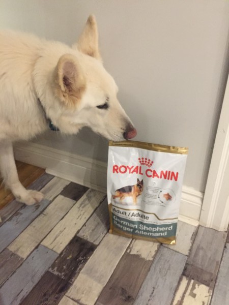 What Does A Three-Legged Dog Eat?