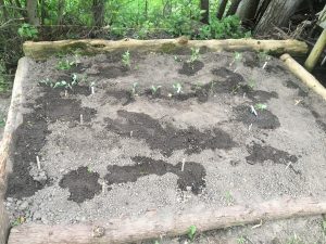 Healthy Kids Community Challenge | Our Family Is Planting A Veggie Garden For The First Time!