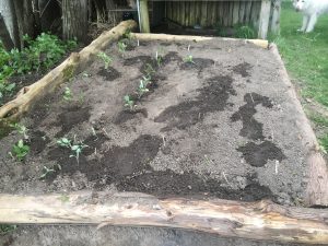 Healthy Kids Community Challenge | Our Family Is Planting A Veggie Garden For The First Time!