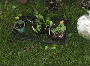 Our Kids Are So Excited To Watch Our Garden Grow