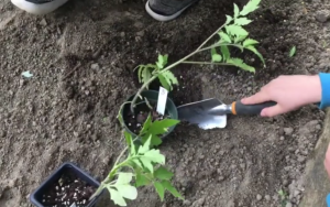 Our Kids Are So Excited To Watch Our Garden Grow