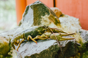 Are You Having A Lobster Phase?