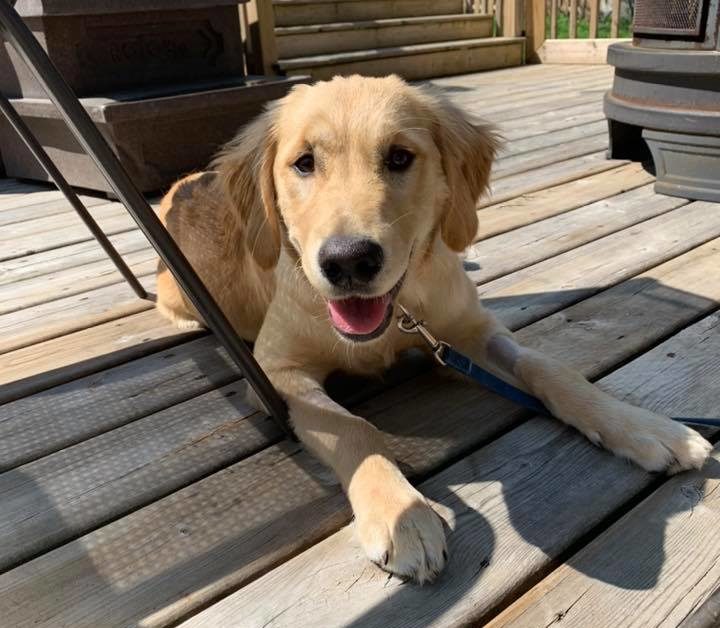 Bath Time With A Puppy! You’re Going To Love These Pet Care Products