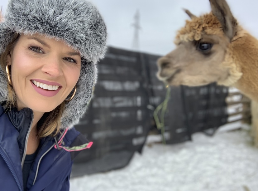alpacas